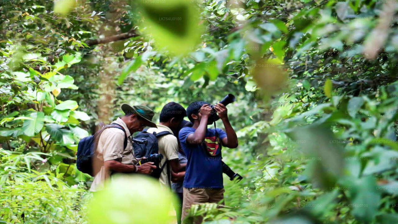 Osservazione degli uccelli dalla foresta pluviale di Sinharaja