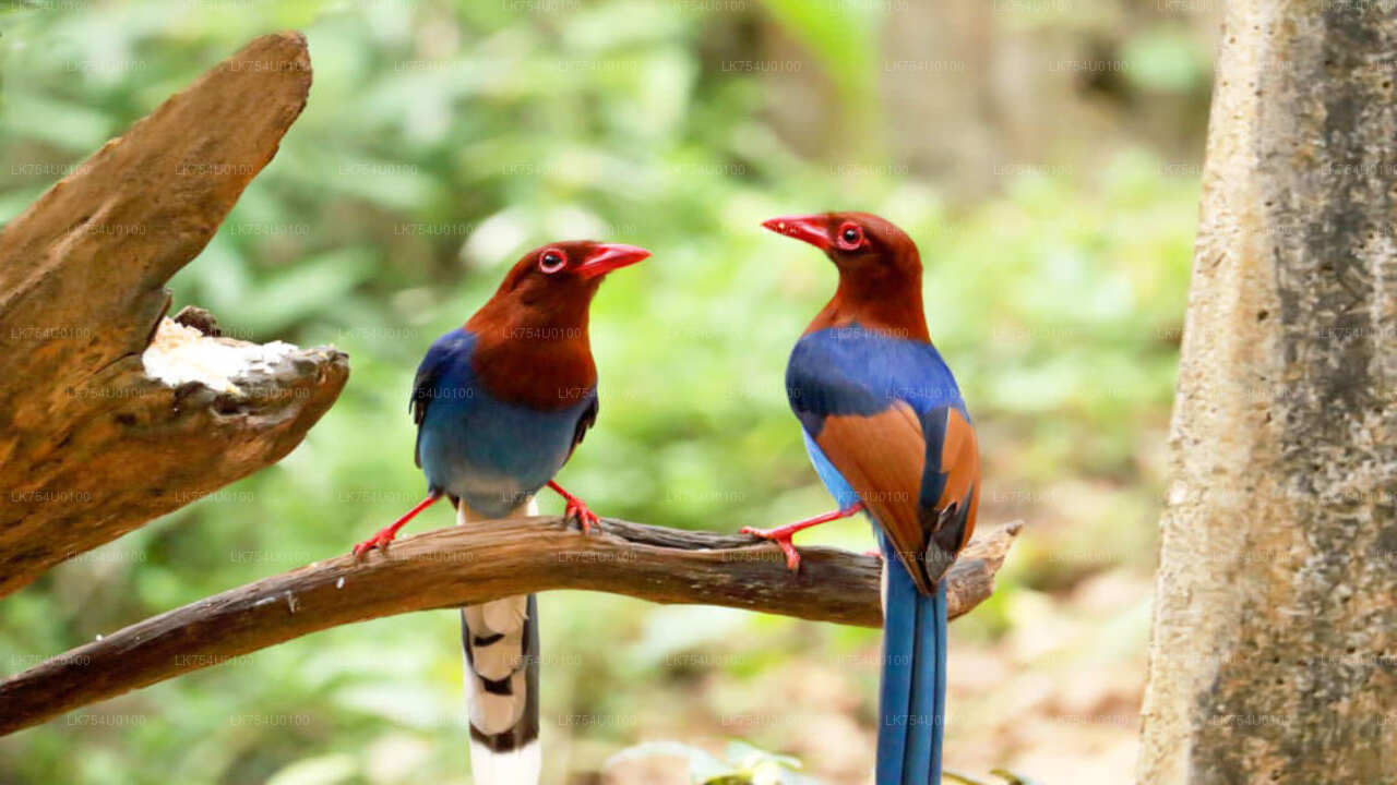 Osservazione degli uccelli dalla foresta pluviale di Sinharaja