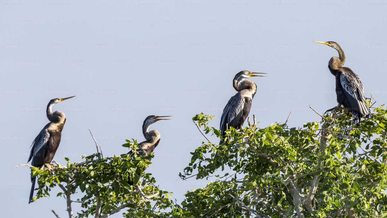 Safari di birdwatching al Parco Nazionale di Kumana