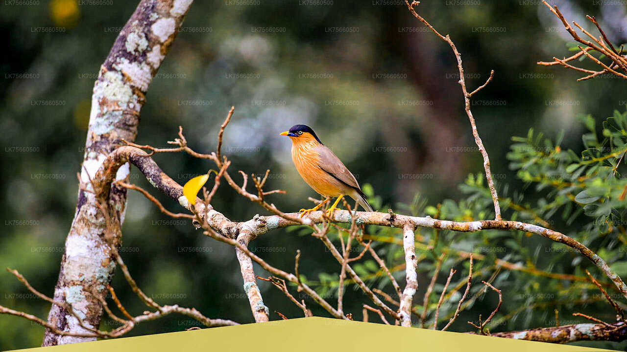 Safari di birdwatching nel Parco Nazionale di Udawalawe dal Monte Lavinia