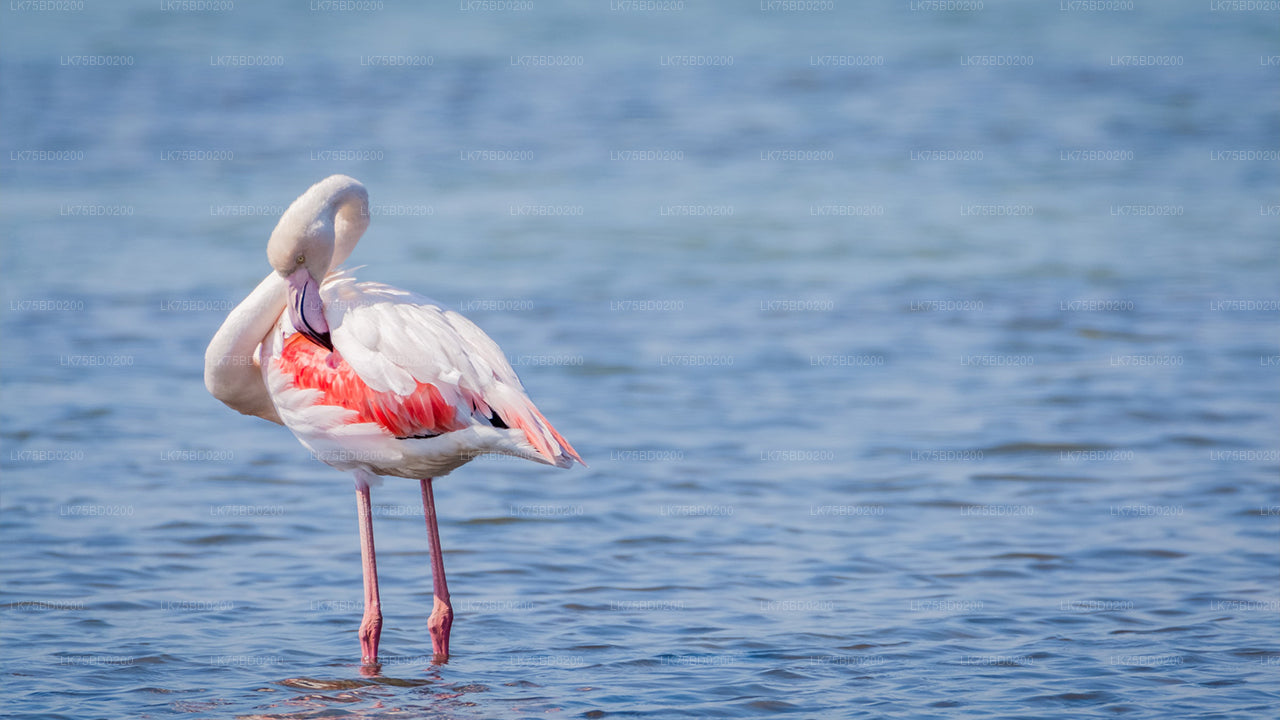 Flamingo Watching from Bundala National Park