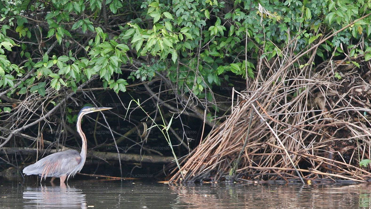 Madol Duwa Boat Safari