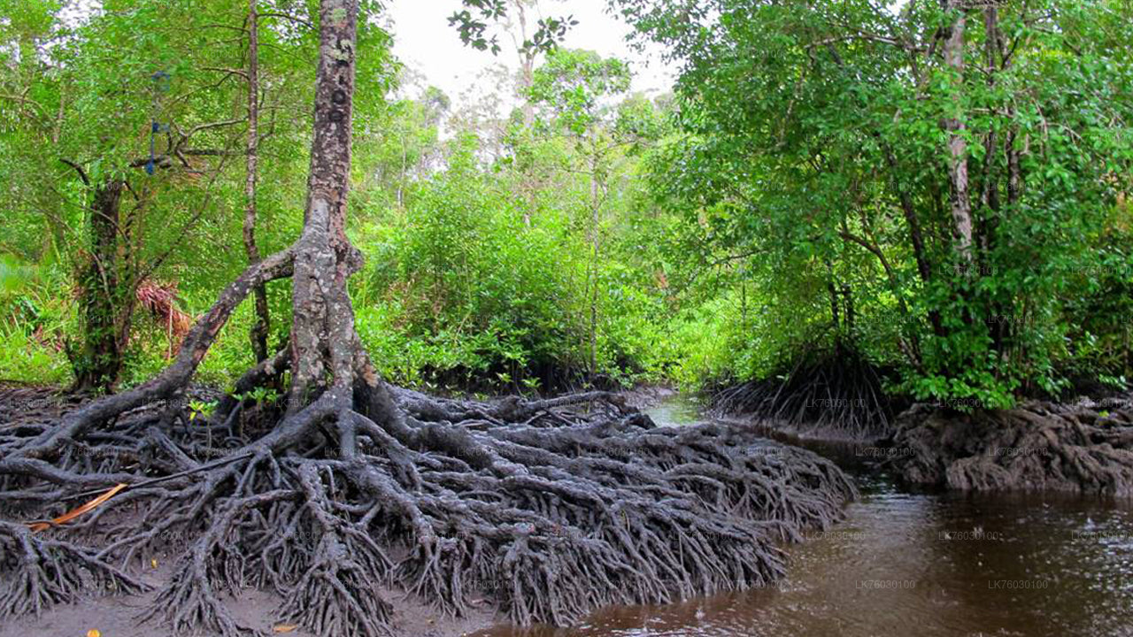 Madol Duwa Boat Safari