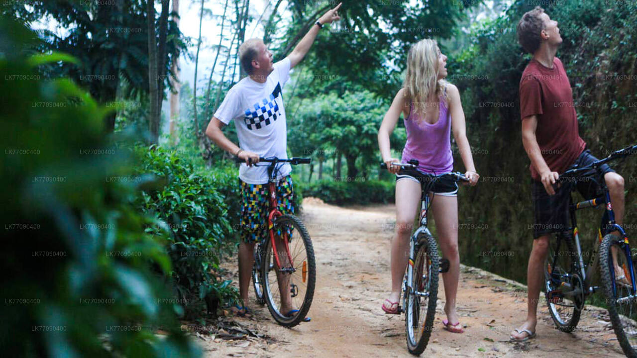 Scopri l'antica Ella in bicicletta da Ella