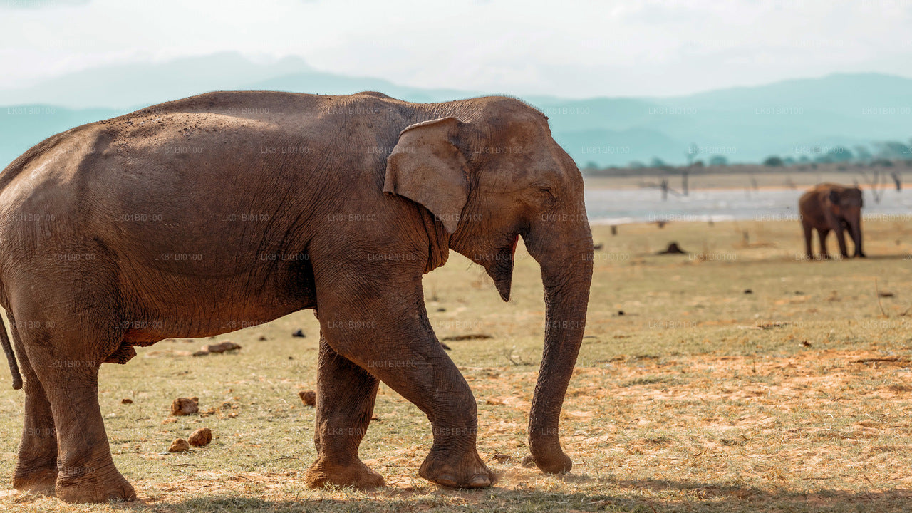 Safari nel Parco Nazionale Udawalawe dal porto di Hambantota