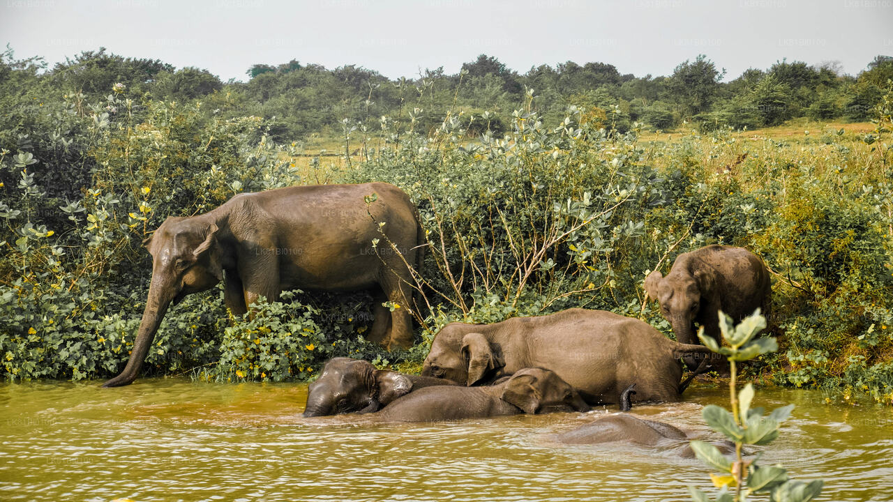 Safari nel Parco Nazionale Udawalawe dal porto di Hambantota