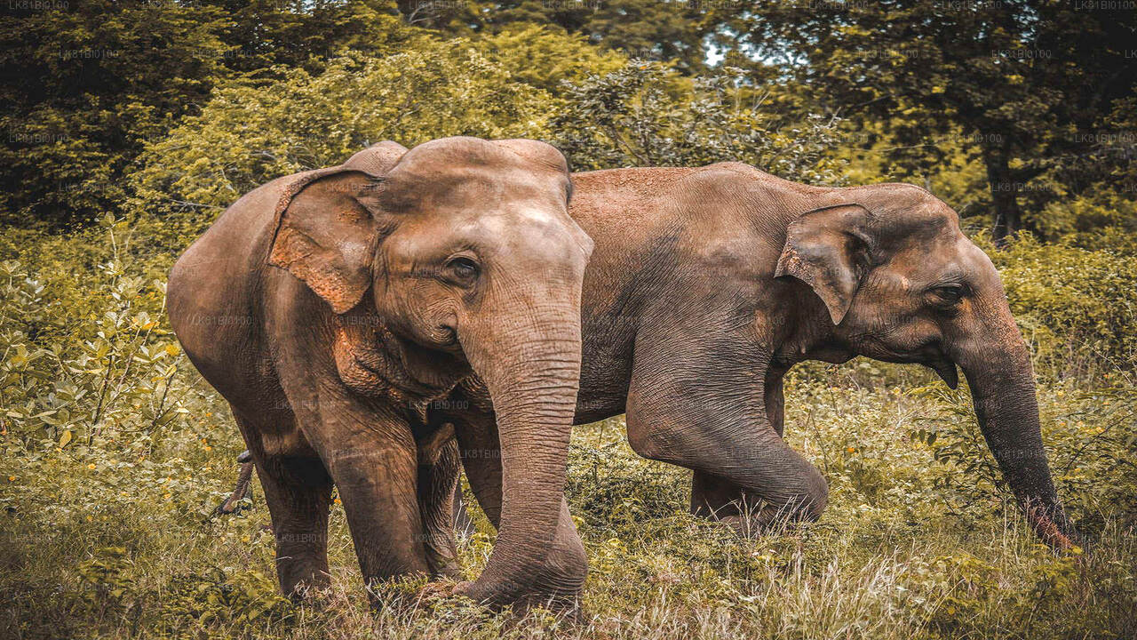 Safari nel Parco Nazionale Udawalawe dal porto di Hambantota