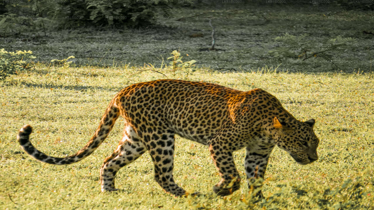 Safari nel Parco Nazionale di Yala dal porto di Hambantota