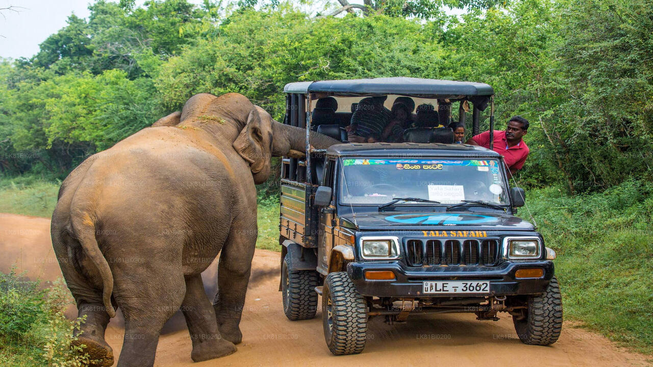 Safari nel Parco Nazionale di Yala dal porto di Hambantota