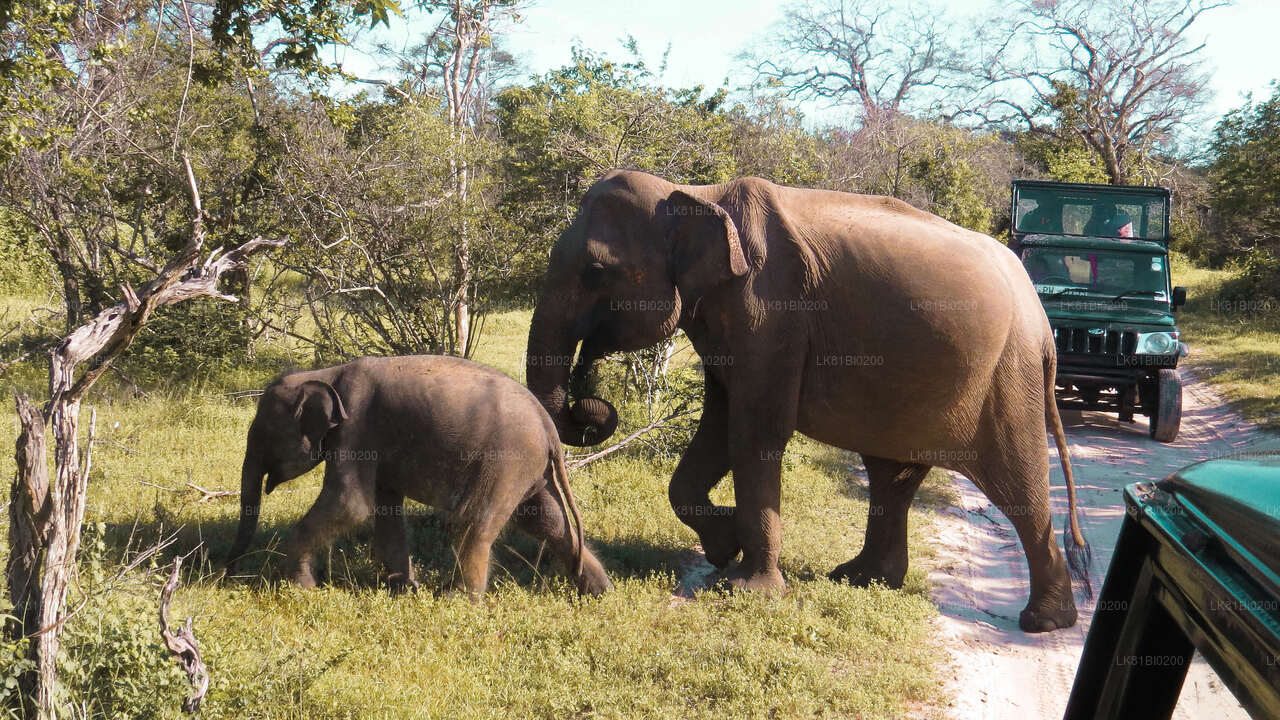 Safari nel Parco Nazionale di Yala dal porto di Hambantota