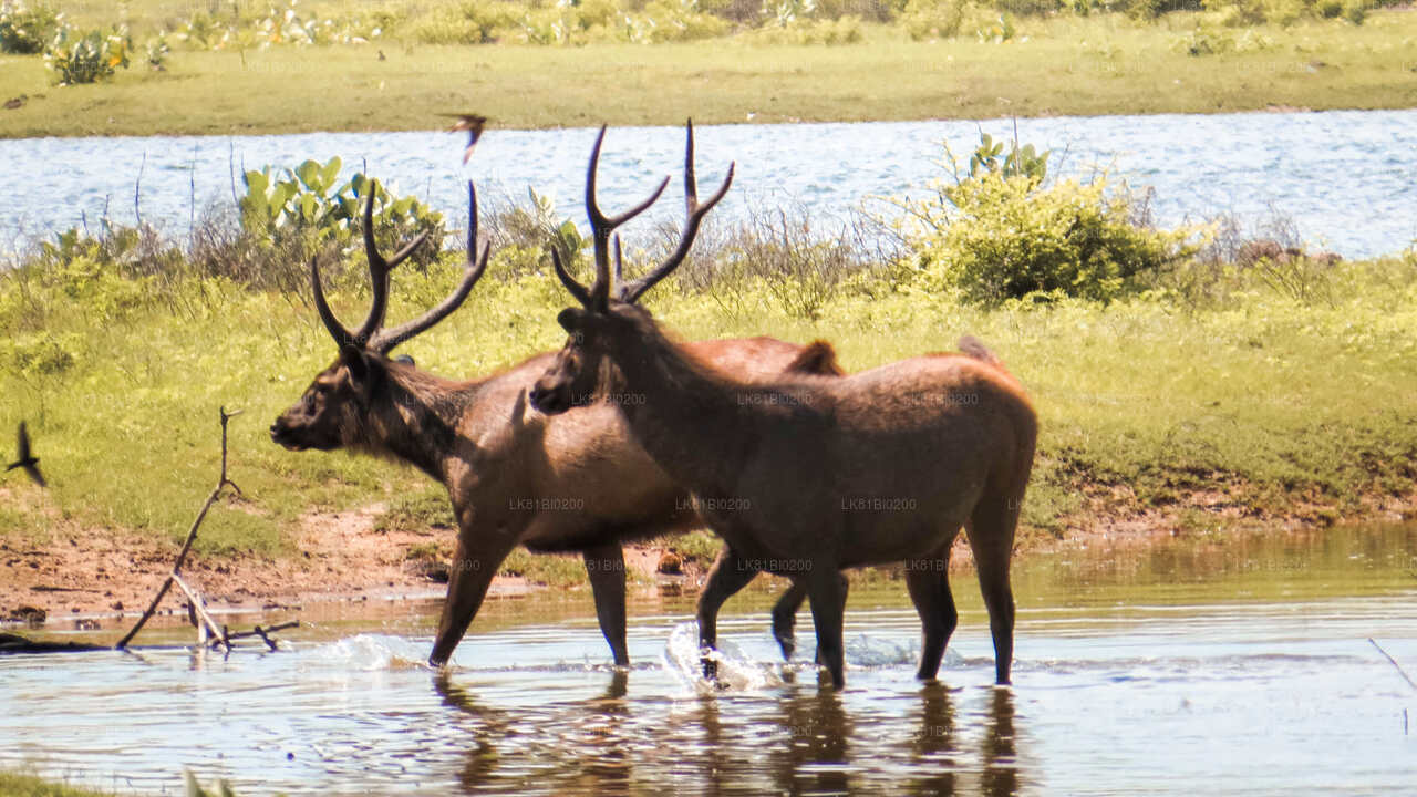 Safari nel Parco Nazionale di Yala dal porto di Hambantota