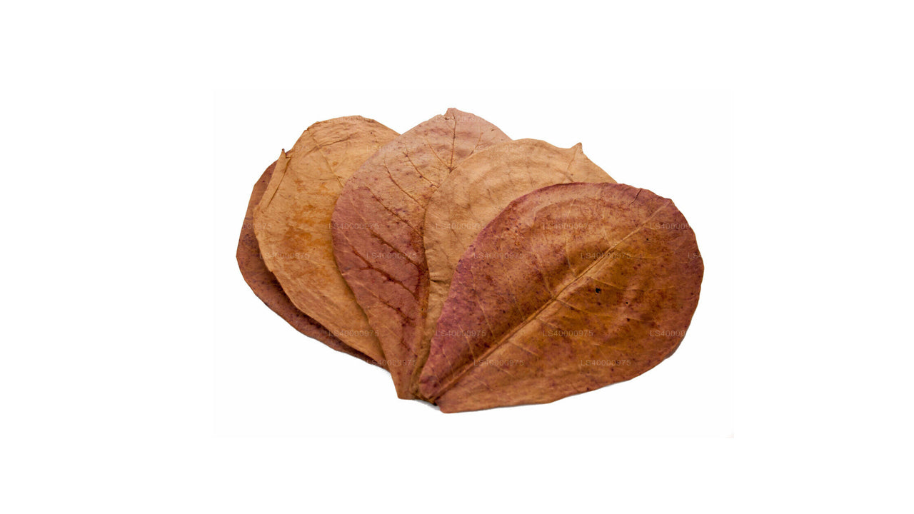 Lakpura disidratata (Kottan, Kottamba, mandorla indiana) Terminalia catappa 100 foglie (100 g)