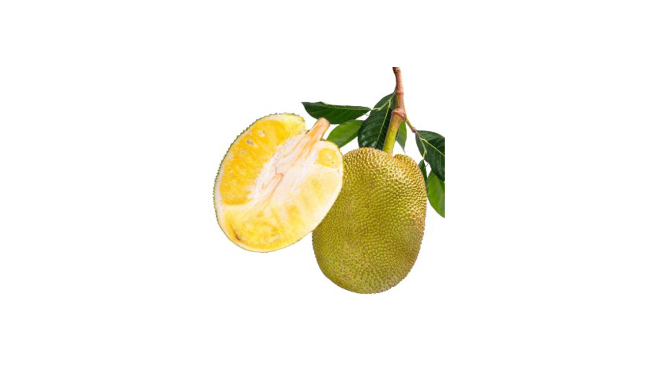 Malaysian Seedless Jackfruit (බීජ රහිත කොස්) Fruit Plant