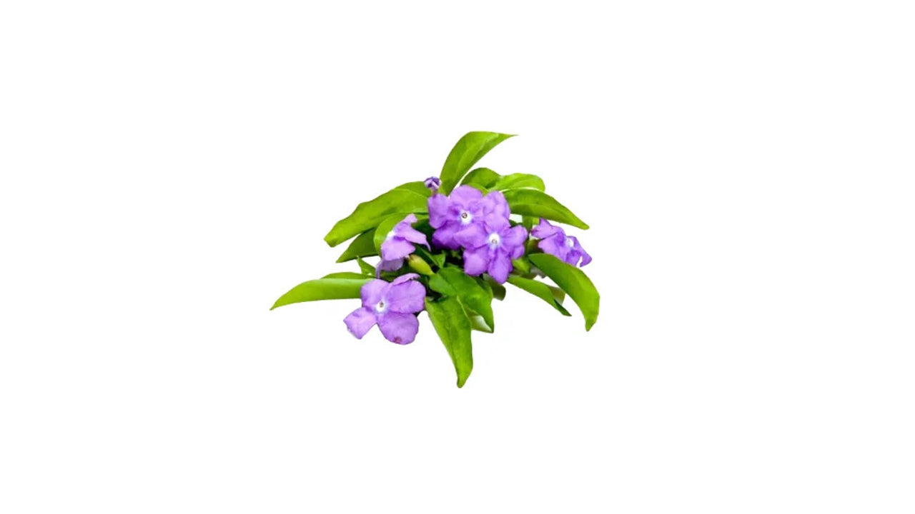 YTT  (වඉ.ටී. ටී. අතු) Flower and Exotic Plant